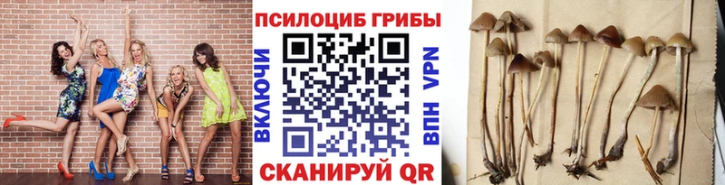 omg маркетплейс Городище Псилоцибиновые грибы Psilocybe